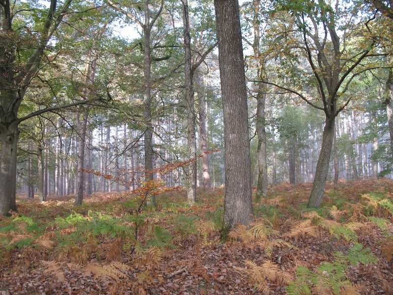 2006 11 Mycobocquet 12